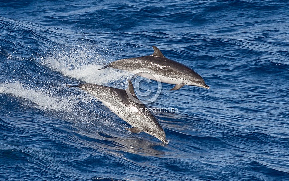 Atlantic Spotted Dolphin (wild)