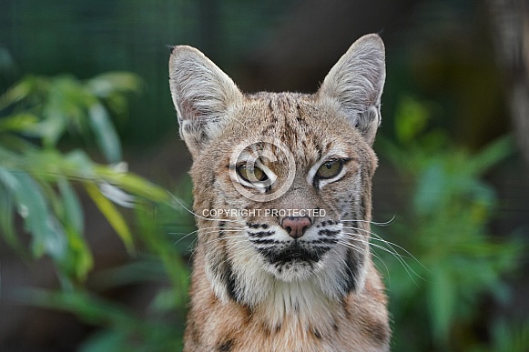 Bobcat