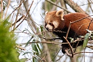 Red Panda Cub Climbing In Tree