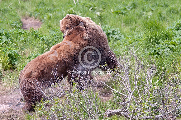 Wild Alaskan Brown Bear Wild Alaskan Brown Bear