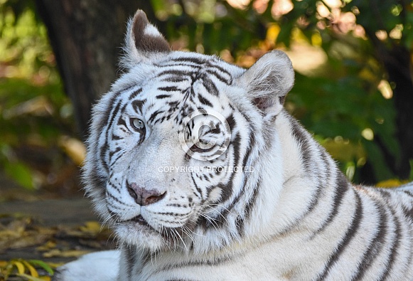 Bengal White Tiger