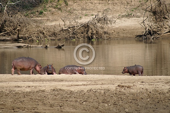 Hippos Hippos