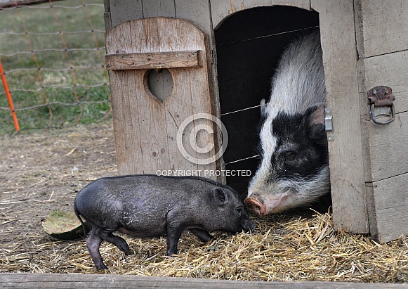 Miniature Pigs Miniature Pigs