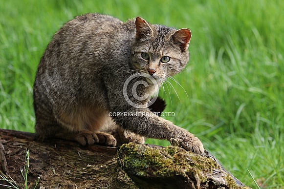 Wild cat (Felis silvestris)