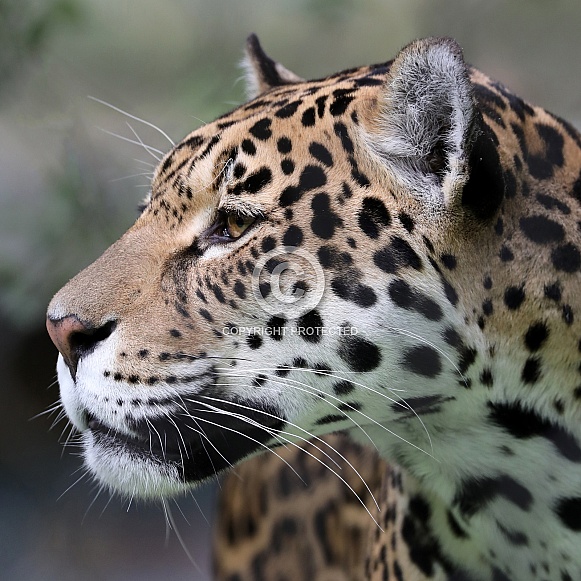 Jaguar (panthera onca)