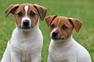 Two Jack Russell Terrier puppies.