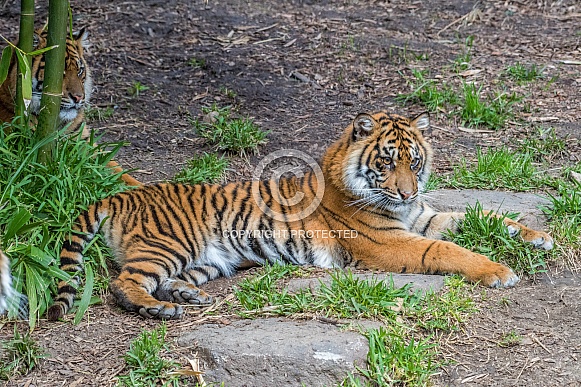 Sumatran Tiger - 1 Year Old Cub - Female