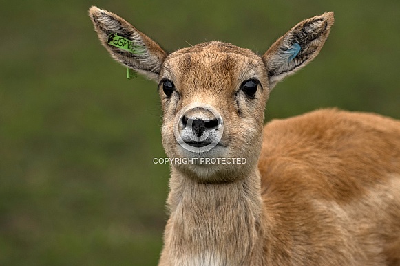 Blackbuck Fawn Young Face Shot Blackbuck Fawn Young Face Shot