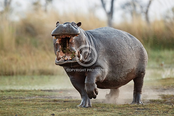 Aggressive hippo male fake attack