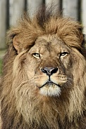 African Lion
