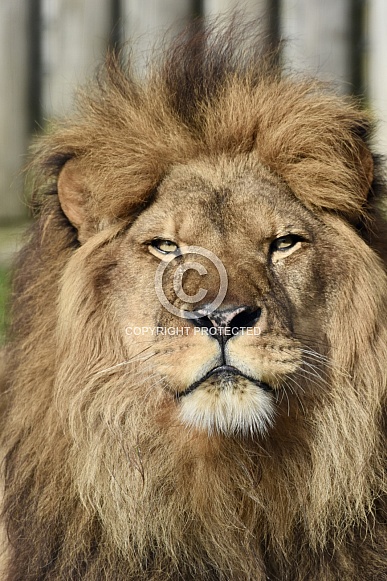 African Lion