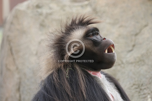 gelada