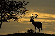 Fallow Deer