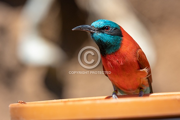 Bee Eaters