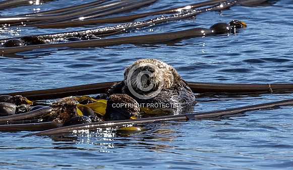 Sea Otter floating