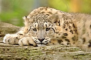 The Thinker - Snow Leopard