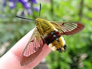 Broad-bordered beehawk moth