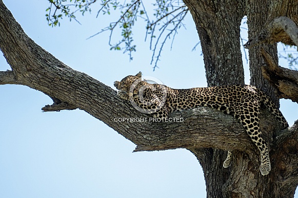 Leopard sleeping in a tree
