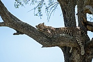Leopard sleeping in a tree