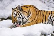 Amur Tiger
