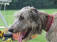 Irish Wolfhound pup