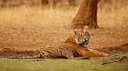 Beautiful tiger in the nature habitat. Tiger pose in amazing light. Wildlife scene with wild animal. Indian wildlife. Indian tiger. Panthera tigris tigris.