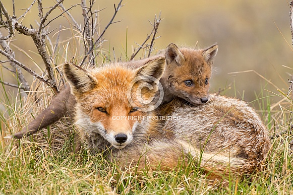 Red fox cubs