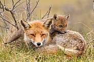 Red fox cubs