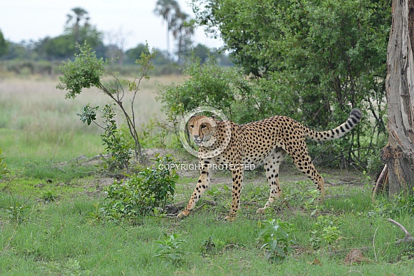 Cheetah on the move Cheetah on the move