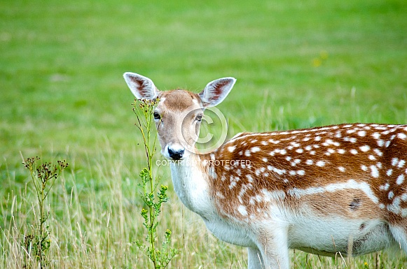 White tailed deer