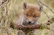 Red fox cubs in there natural habitat