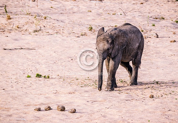 African Elephant Calf (wild) African Elephant Calf (wild)