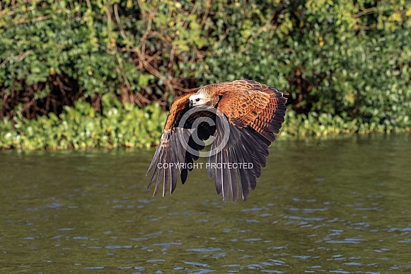 Black-Collared Hawk Flying