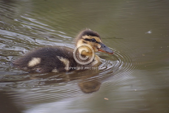 Mallard Duckling