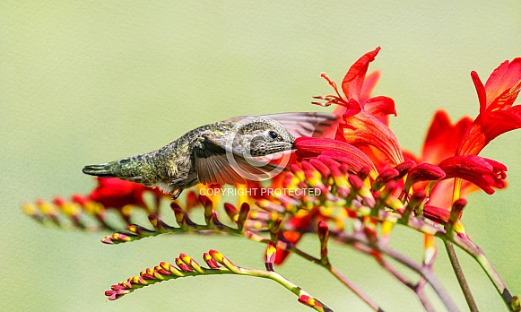 Hummingbird-Beak Deep In Heaven Hummingbird-Beak Deep In Heaven