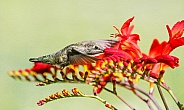 Hummingbird-Beak Deep In Heaven