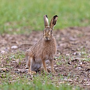 Brown Hare