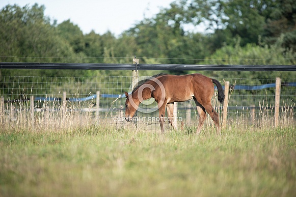Bay Mare and filly Foal