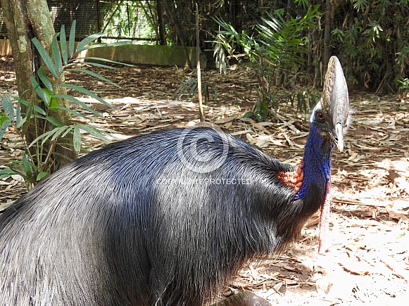 Cassowary