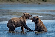Two young male bears in the water fighting