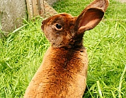 Rabbit in Garden