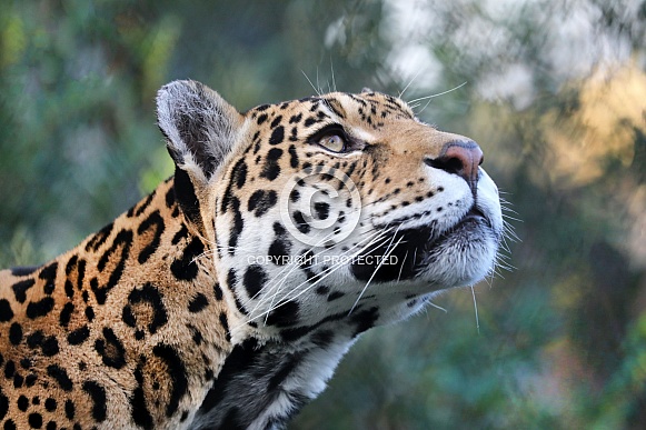 Jaguar (Panthera Onca) Jaguar (Panthera Onca)