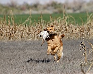 Golden retriever running through a field during a hunt test