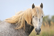 Young Camargue Horse