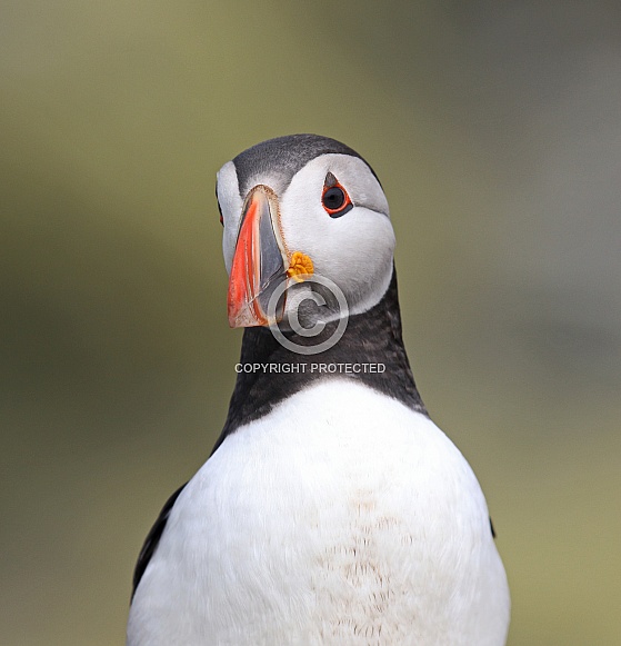 Puffin