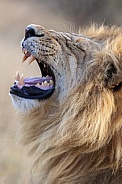 Lion Roaring - Botswana