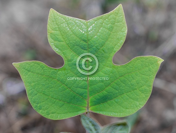 Liriodendron tulipifera—known as the tulip tree, American tulip tree, tulipwood, tuliptree, tulip poplar, whitewood, fiddletree, and yellow-poplar. Liriodendron tulipifera—known as the tulip tree, American tulip tree, tulipwood, tuliptree, tulip poplar, whitewood, fiddletree, and yellow-poplar.