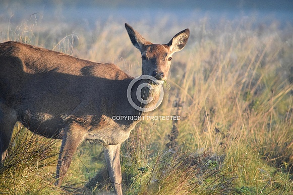 Red Deer Doe Red Deer Doe