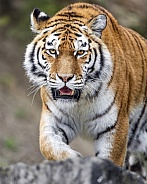 Tigress approaching