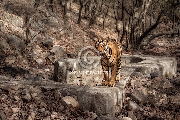 Beautiful tiger in the nature habitat. Tiger pose in amazing light. Wildlife scene with wild animal. Indian wildlife. Indian tiger. Panthera tigris tigris. Beautiful tiger in the nature habitat. Tiger pose in amazing light. Wildlife scene with wild animal. Indian wildlife. Indian tiger. Panthera tigris tigris.